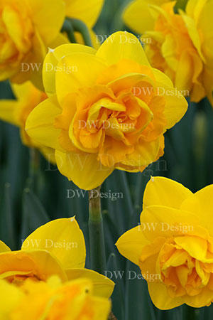 narcis heamoor